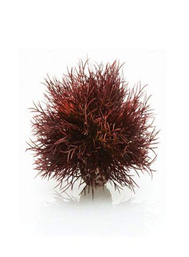 biOrb زنبق البحر القرمزي - Image 1